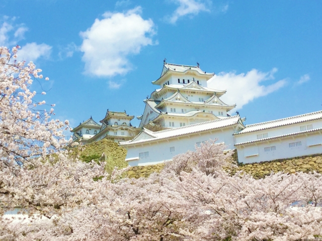 姫路城と桜